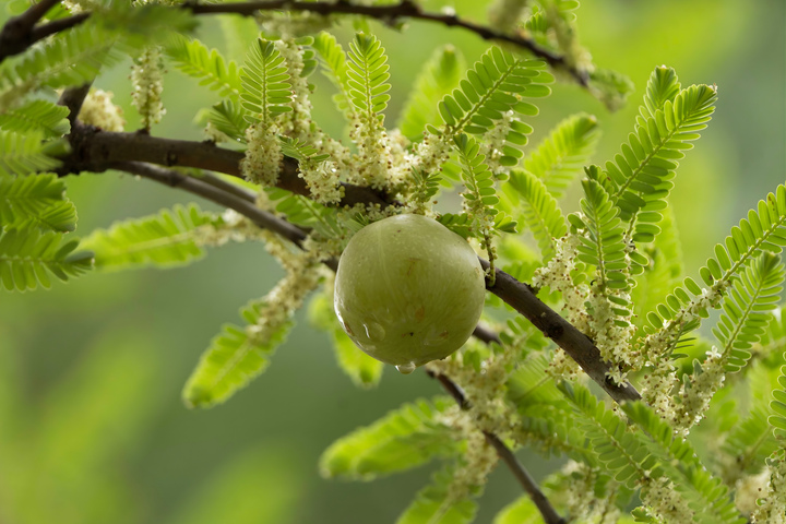 Amla Oil - Organic Cold Pressed