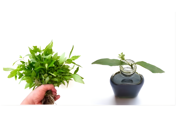 Bhringraj Infused Oil