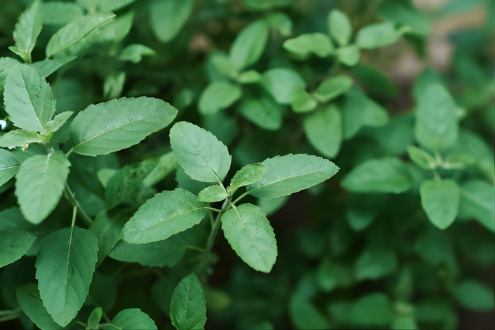 Tulsi Organic Powder