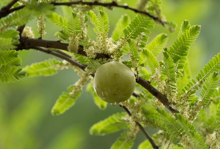 Amla Organic  Powder